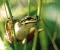 Cortes Island Tree Frog photo