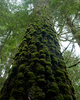 Cortes Island Tree photo