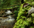 Cortes Island Tree photo