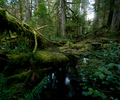 Cortes Island Wetland photo