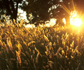 Cortes Island Wild Grass photo