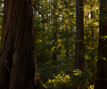 Cortes Island Wilderness photo