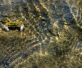 Cortes Island Crab photo