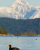 Desolation Sound Duck photo