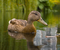 Vancouver Duck photo