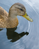 Vancouver Duck photo