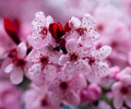Cortes Island Flower photo
