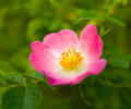 Cortes Island Flower photo
