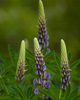 Cortes Island Flower photo