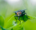 Aillevillers Fly photo