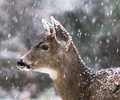 Deer of Cortes  A collection of portraits of the wild Black tailed deer (Odocoileus hemionus) that live on Cortes Island. Glimpses into the life of a young Blacktail deer. 
