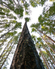 Cortes Island Forest photo