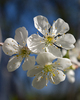 France Flower photo