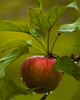 Cortes Island Food photo