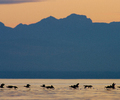 Georgia Strait Scoter photo