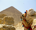 Giza Camel photo