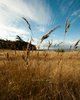 Cortes Island Grass photo