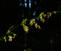 Aillevillers Grass photo