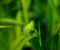Aillevillers Grasshopper photo