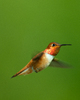 Cortes Island Hummingbird photo