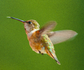 Cortes Island Hummingbird photo