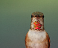 Cortes Island Hummingbird photo