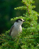 Strathcona Provincial Park Jay photo