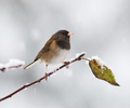 Cortes Island Junco photo