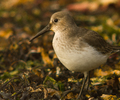 Marina Island Dunlin photo