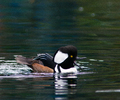 Vancouver Merganser photo
