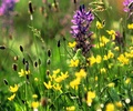 Mitlenatch Island Wildflower photo