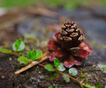 Slocan Valley Nature Still Life photo