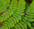 Pacific Spirit Park Fern photo