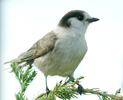 Paradise Meadows Jay photo