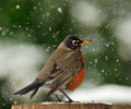 Cortes Island Robin photo