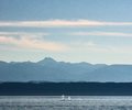 Salish Sea whale photo