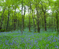 Scotland Forest photo