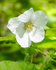 Slocan Valley Thimble Berry photo