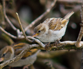 Paris Sparrow photo