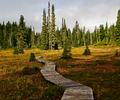 Paradise Meadows trail - Landscape  photo from Paradise Meadows Strathcona Provincial Park British Columbia, Canada