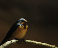 Cortes Island Swallow photo