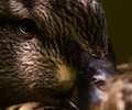 Vancouver Duck photo