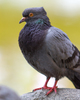 Vancouver Pigeon photo