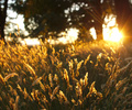 Cortes Island Wild Grass photo